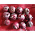 Best Quality Red Onion 2020